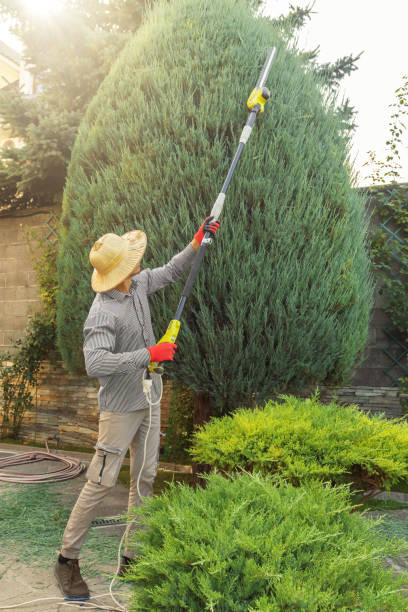 Best Arborist Services Near Me  in Mesquite, TX